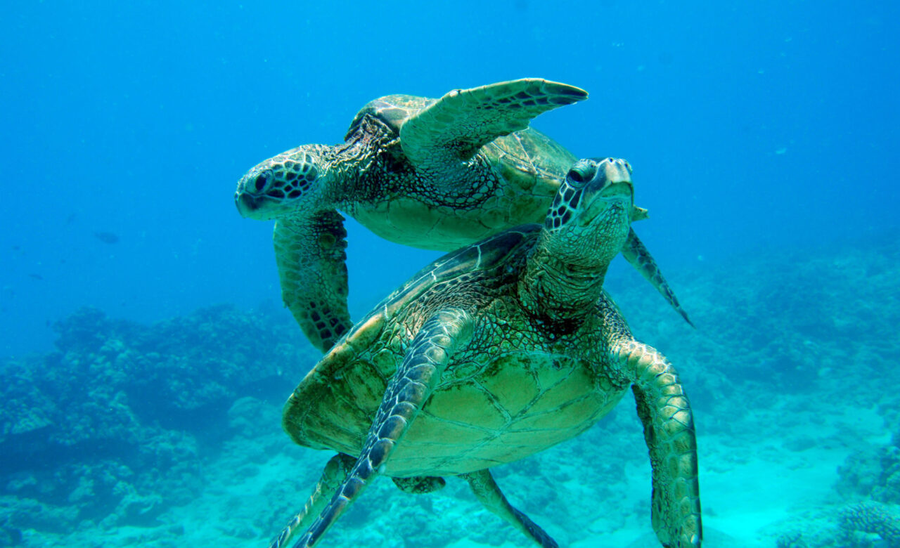 Oahu Snorkel Tour Turtles