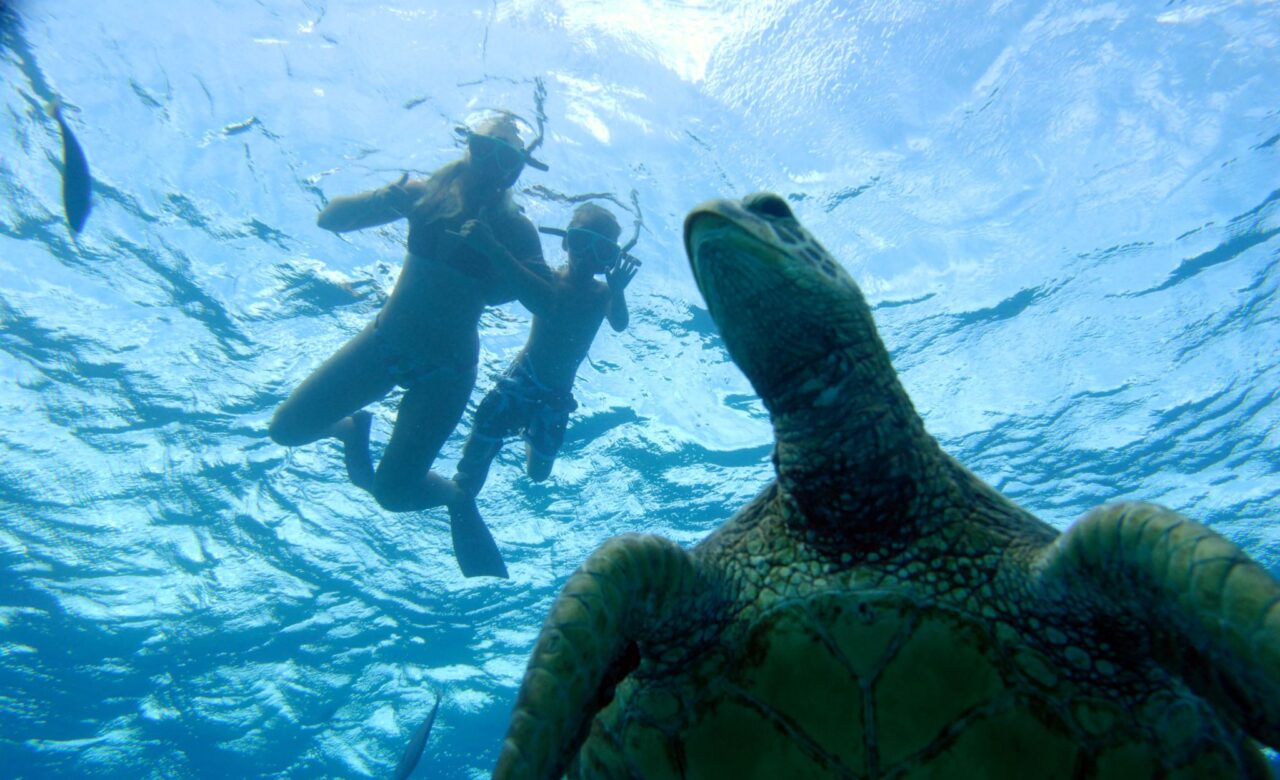 Oahu Snorkel Tour Turtles
