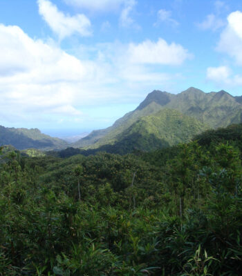 hawaii rainforest hike 3