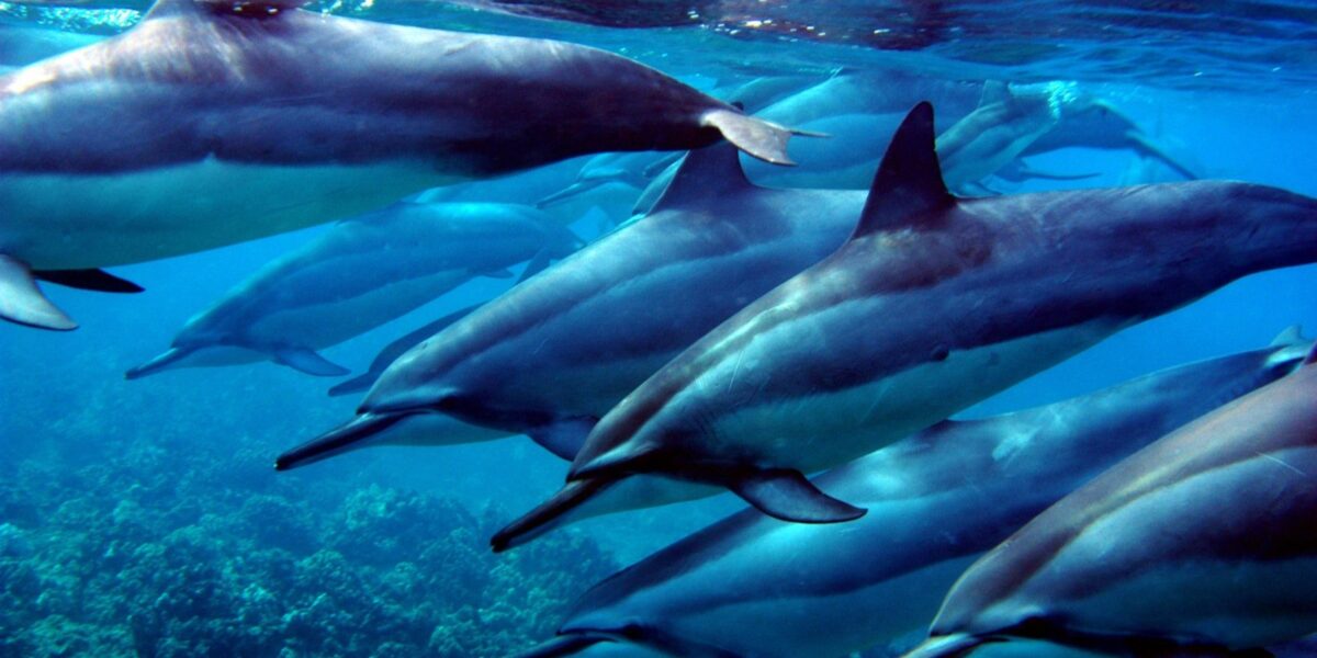 Oahu Snorkel Tour Dolphins