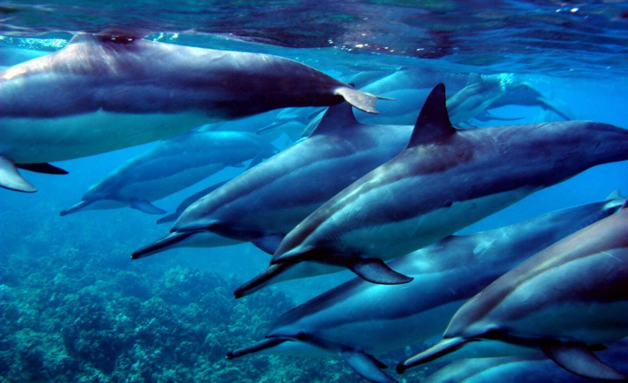 Oahu Snorkel Tour Dolphins